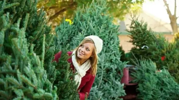 Como escolher uma árvore de natal natural