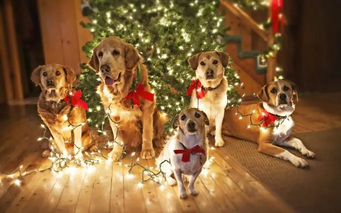 Hoe het nieuwe 2018 van de gele hond te vieren?