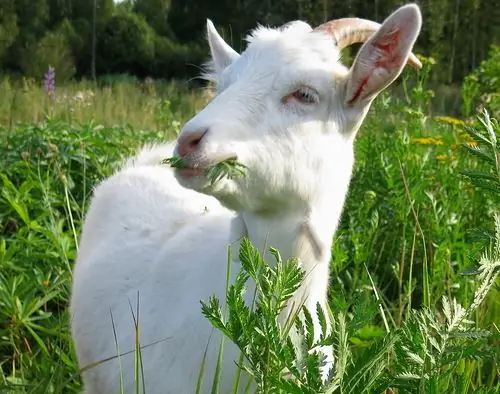 Hoe het komende jaar van de Geit (schapen) te vieren?