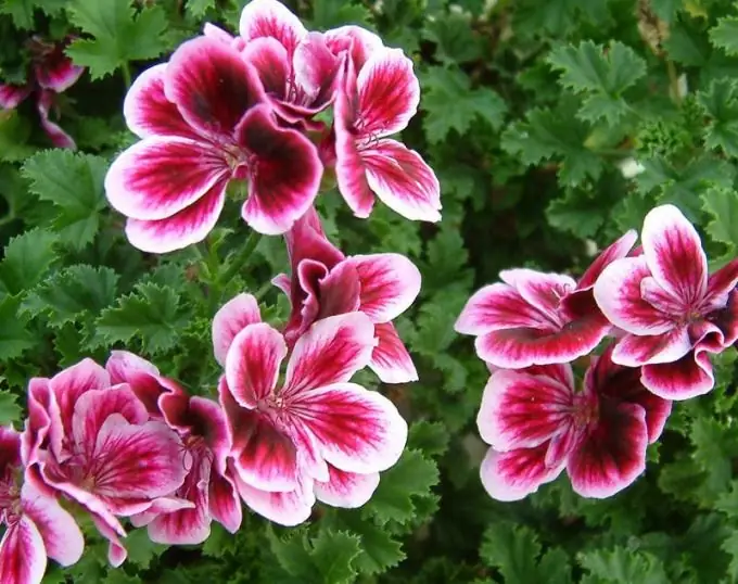 Growing and caring for geraniums