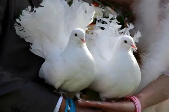 Doves at a wedding: signs and tips